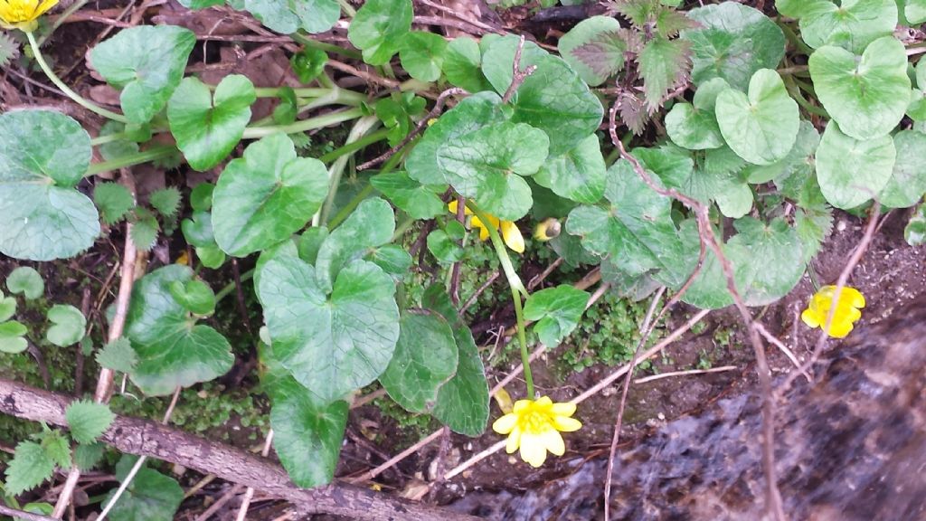 Ranunculus ficaria